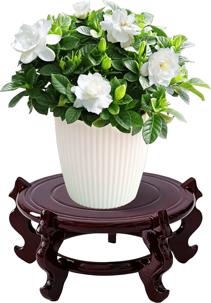 Vintage Wooden Plant Stand Set